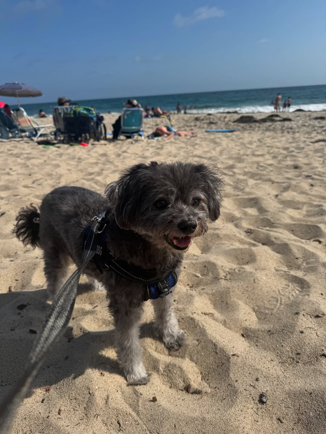 img, 爱犬, https
